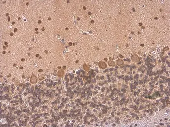 Anti-HuC antibody used in IHC (Paraffin sections) (IHC-P). GTX134128