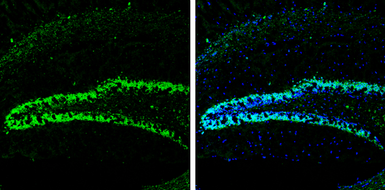 Anti-HuC antibody used in IHC (Frozen sections) (IHC-Fr). GTX134128