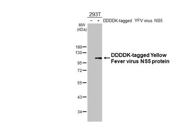 Anti-Yellow Fever virus NS5 protein antibody used in Western Blot (WB). GTX134141