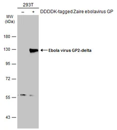 Anti-Ebola virus GP2-delta antibody used in Western Blot (WB). GTX134145