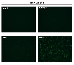 Anti-Zika virus Capsid protein antibody used in Immunocytochemistry/ Immunofluorescence (ICC/IF). GTX134186