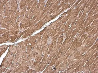 Anti-Cardiac Troponin T antibody used in IHC (Paraffin sections) (IHC-P). GTX134489