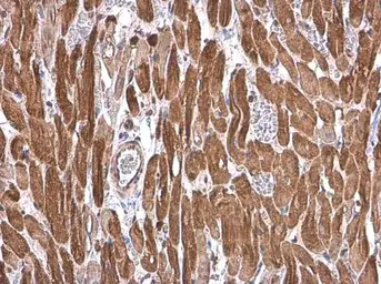 Anti-Cardiac Troponin T antibody used in IHC (Paraffin sections) (IHC-P). GTX134489