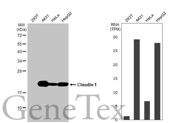 Anti-Claudin 1 antibody used in Western Blot (WB). GTX134842