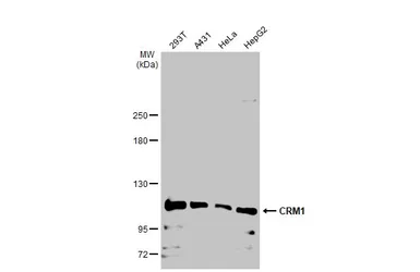 Anti-CRM1 antibody used in Western Blot (WB). GTX135287