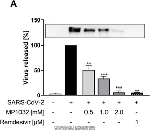 Anti-SARS-CoV-2 (COVID-19) Nucleocapsid antibody used in Western Blot (WB). GTX135357