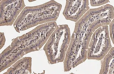 Anti-DRP1 antibody used in IHC (Paraffin sections) (IHC-P). GTX135364