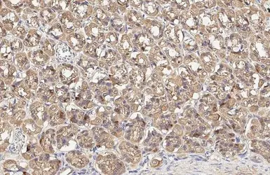 Anti-DRP1 antibody used in IHC (Paraffin sections) (IHC-P). GTX135364