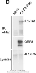 Anti-SARS-CoV-2 (COVID-19) ORF8 antibody used in Western Blot (WB). GTX135591