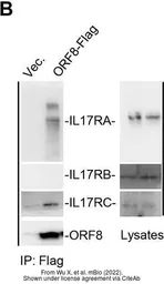 Anti-SARS-CoV-2 (COVID-19) ORF8 antibody used in Western Blot (WB). GTX135591