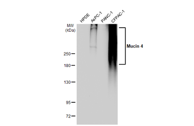 Anti-Mucin 4 antibody used in Western Blot (WB). GTX135631