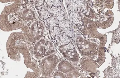 Anti-USP9X antibody used in IHC (Paraffin sections) (IHC-P). GTX135634