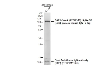 SARS-CoV-2 (COVID-19) Spike S2 (ECD) protein, mouse IgG Fc tag. GTX135684-pro