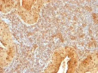 Anti-Cytochrome C antibody [7H8.2C12] used in IHC (Paraffin sections) (IHC-P). GTX13575