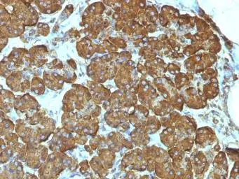 Anti-Cytochrome C antibody [7H8.2C12] used in IHC (Paraffin sections) (IHC-P). GTX13575