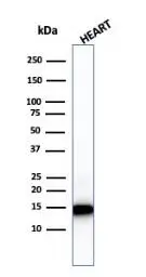 Anti-Cytochrome C antibody [7H8.2C12] used in Western Blot (WB). GTX13575