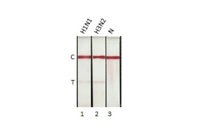 Influenza A virus Nucleoprotein (A/California/2009 (H1N1)), DDDDK Tag. GTX135904-pro