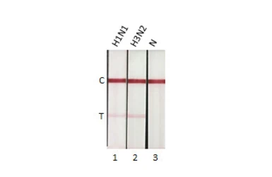 Influenza A virus Nucleoprotein (A/California/2009 (H1N1)), DDDDK Tag. GTX135904-pro