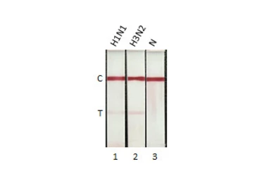 Influenza A virus Nucleoprotein (A/California/2009 (H1N1)), DDDDK Tag. GTX135904-pro