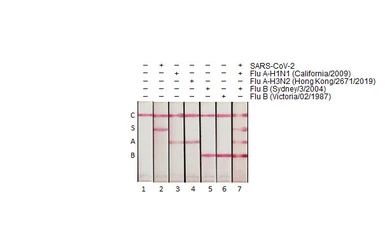 Influenza A virus Nucleoprotein (A/California/2009 (H1N1)), DDDDK Tag. GTX135904-pro