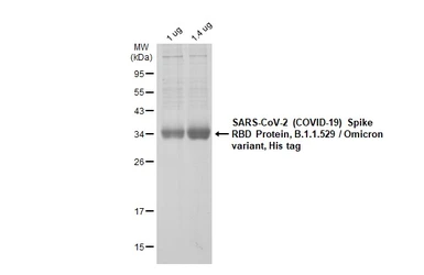 SARS-CoV-2 (COVID-19) Spike RBD Protein, Omicron / BA.1 variant, His tag. GTX136716-pro