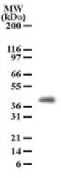 Anti-PGRP1B antibody [186C426] used in Western Blot (WB). GTX13681