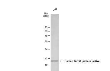 Human G-CSF protein (active). GTX138166-pro