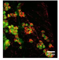 Anti-PDE2A antibody used in IHC (Whole mount) (IHC-Wm). GTX14605