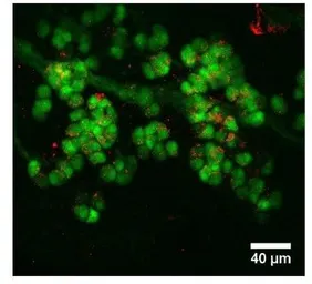 Anti-PDE2A antibody used in IHC (Whole mount) (IHC-Wm). GTX14605