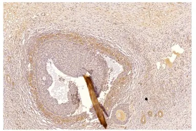 Anti-PDE2A antibody used in Immunohistochemistry (IHC). GTX14605