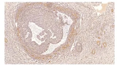 Anti-PDE4B antibody used in IHC (Paraffin sections) (IHC-P). GTX14611