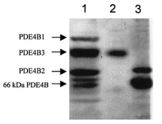 Anti-PDE4B antibody used in Western Blot (WB). GTX14611