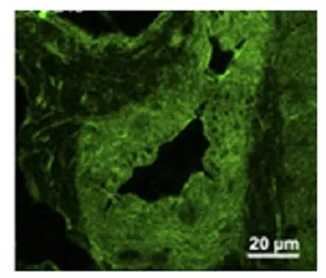 Anti-PDE4D antibody used in IHC (Frozen sections) (IHC-Fr). GTX14613