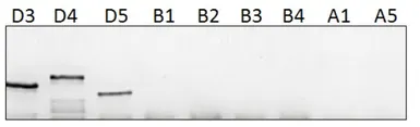 Anti-PDE4D antibody used in Western Blot (WB). GTX14613