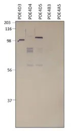 Anti-PDE4D antibody used in Western Blot (WB). GTX14613