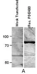 Anti-PDE4B3 antibody used in Western Blot (WB). GTX14615