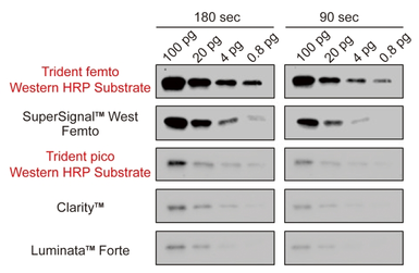 Trident femto Western HRP Substrate. GTX14698