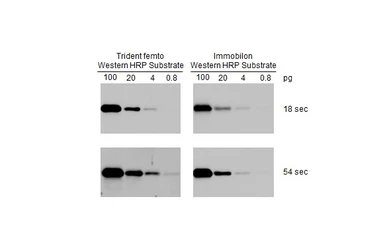 Trident femto Western HRP Substrate. GTX14698