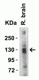 Anti-ACE2 antibody used in Western Blot (WB). GTX15349