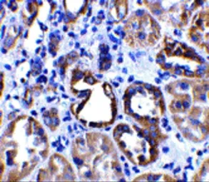 Anti-ACE2 antibody used in IHC (Paraffin sections) (IHC-P). GTX15349