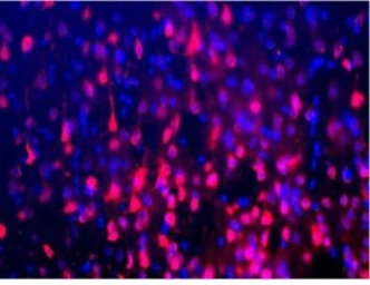 Anti-NeuN antibody used in IHC (Frozen sections) (IHC-Fr). GTX16208