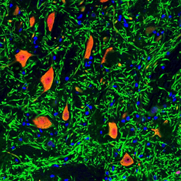 Anti-NeuN antibody used in IHC (Frozen sections) (IHC-Fr). GTX16208