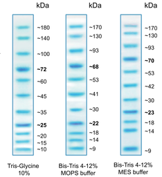 Trident Blue Prestained Protein Ladder. GTX16376