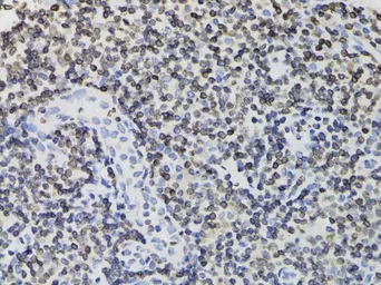 Anti-LAP2 antibody used in IHC (Paraffin sections) (IHC-P). GTX16410