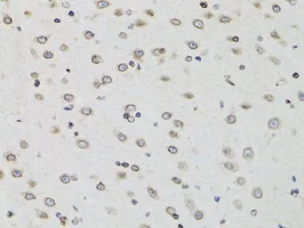 Anti-LAP2 antibody used in IHC (Paraffin sections) (IHC-P). GTX16410