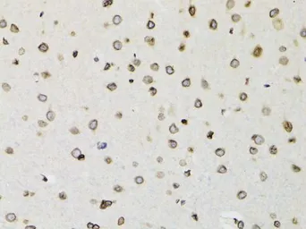 Anti-LAP2 antibody used in IHC (Paraffin sections) (IHC-P). GTX16410