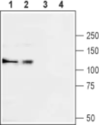 Anti-Cav alpha 2/delta 3 antibody used in Western Blot (WB). GTX16618