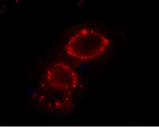 Anti-Cav alpha 2/delta 3 antibody used in Live cell imaging (LCI). GTX16618