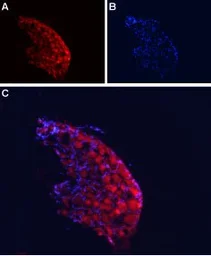 Anti-CACNA2D4 antibody used in IHC (Frozen sections) (IHC-Fr). GTX16619