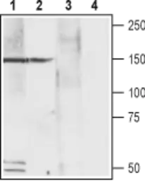 Anti-CACNA2D4 antibody used in Western Blot (WB). GTX16619